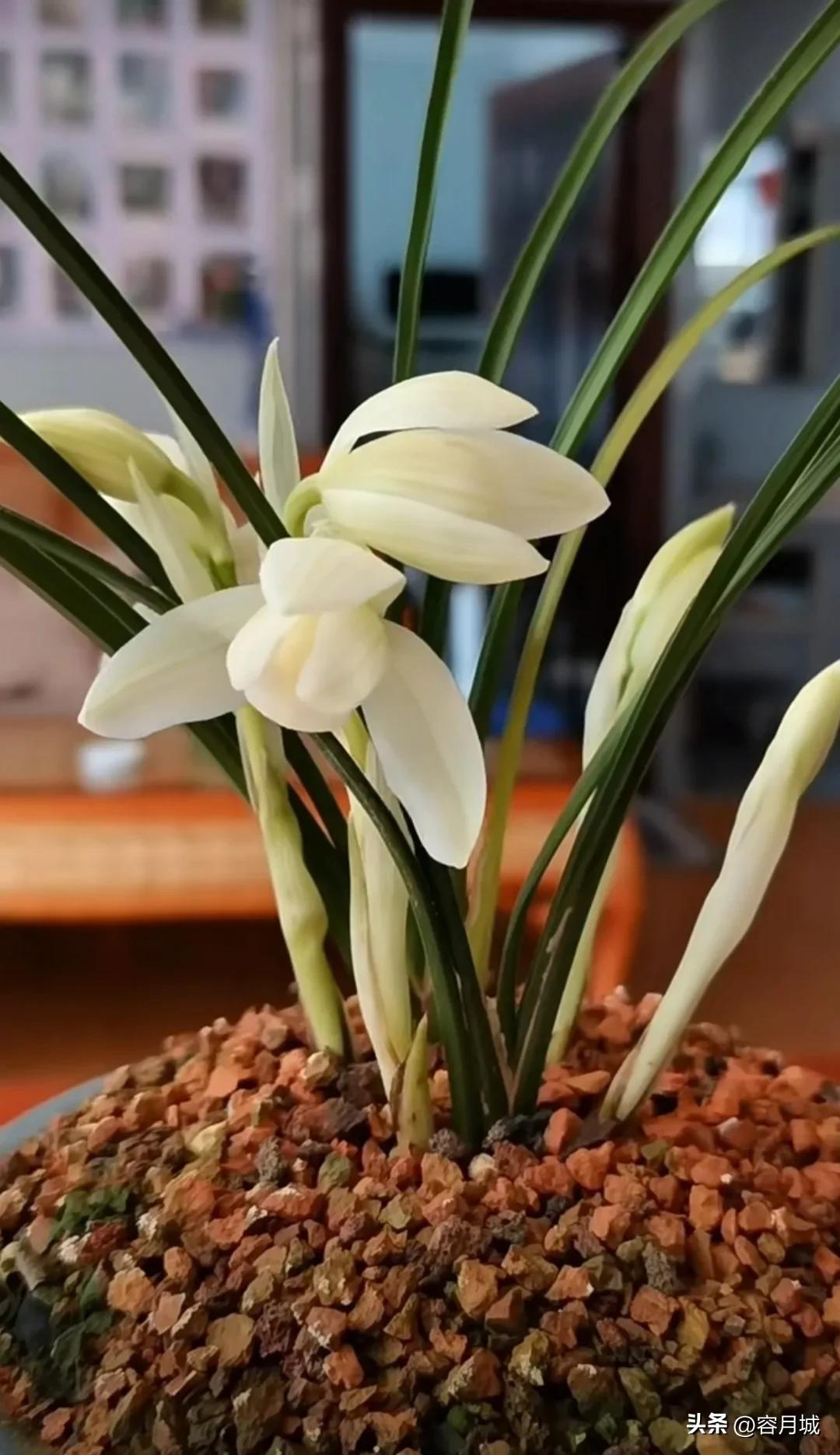 名贵兰花前十名,什么兰花被称为牢底坐穿兰