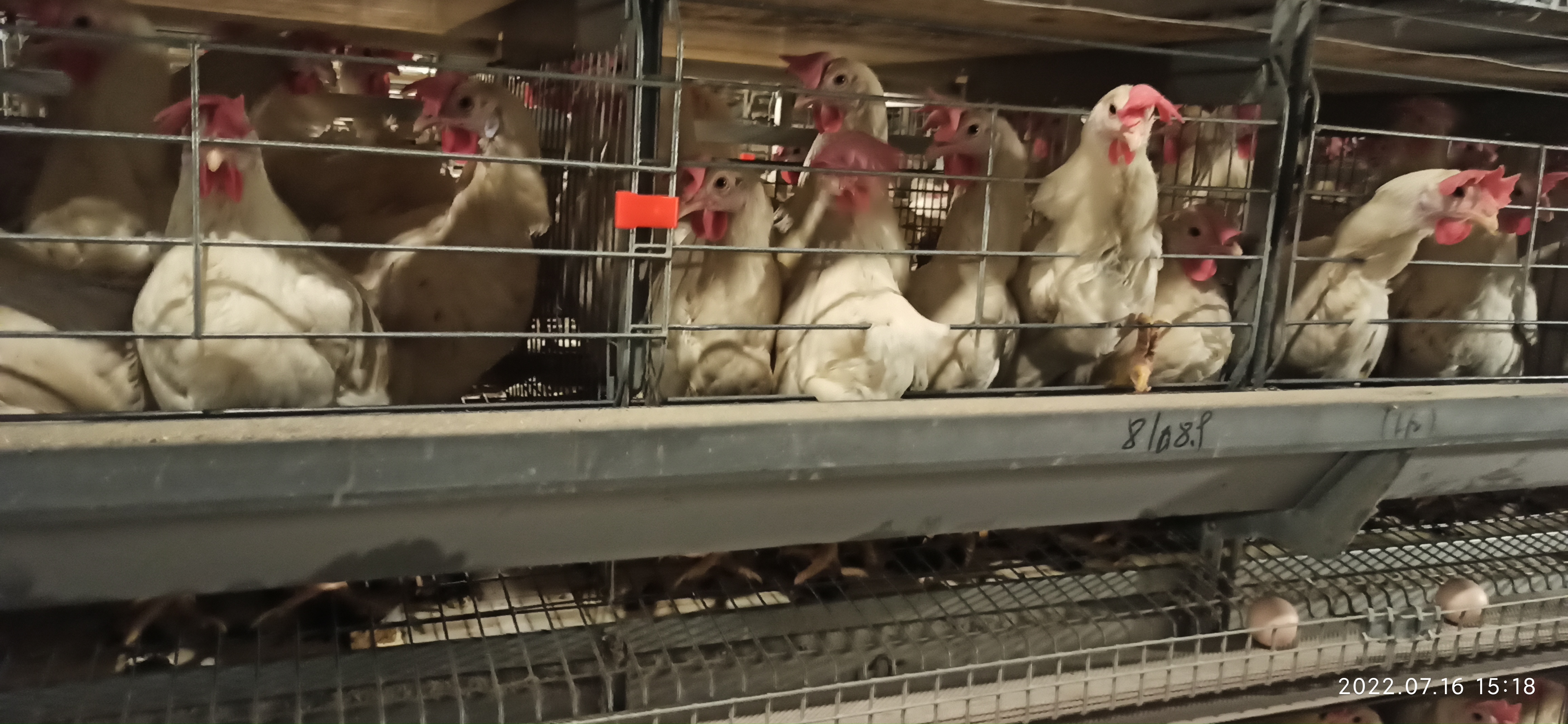 牧翔禽病研究院‖蛋鸡传染性贫血并发滑液囊支原体病例（湖北）69