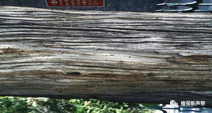 蛀干害虫为害症状识别,什么是蛀干害虫
