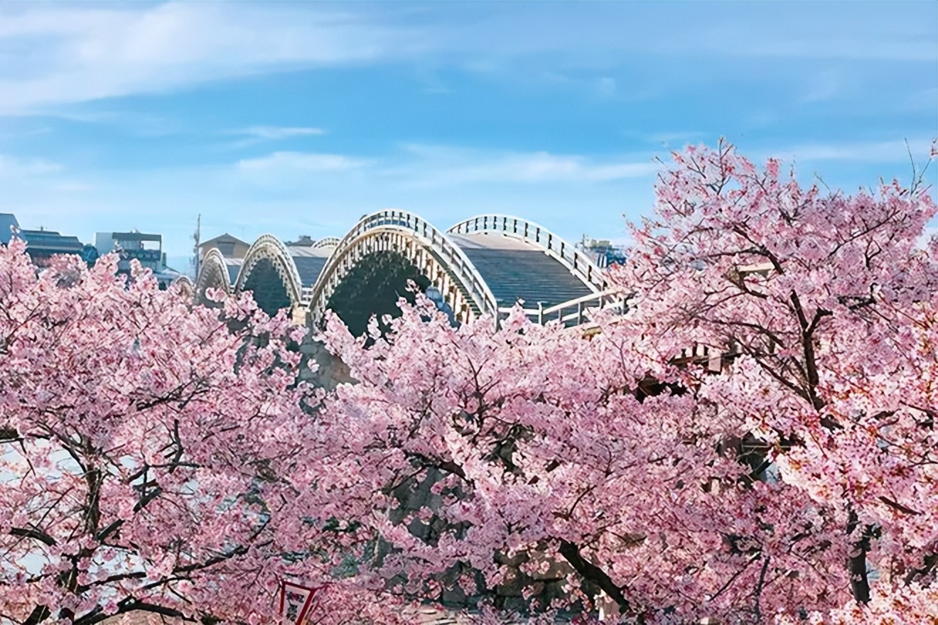 2023日本樱花观赏时间表,日本樱花花期2020