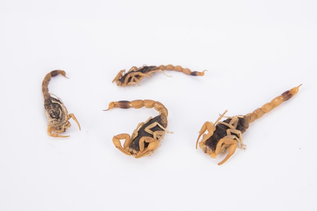 中医讲皮肤瘙痒是什么原因,血虚生风皮肤瘙痒中医方剂