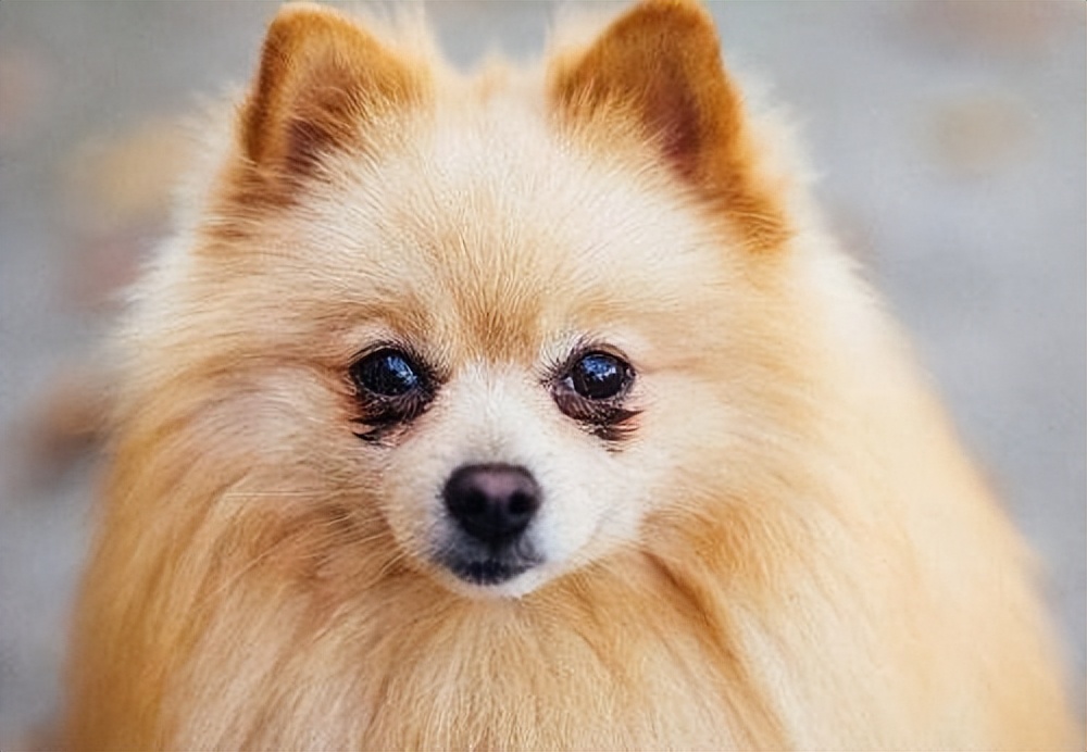 狗狗眼睛红有血丝是怎么回事,狗狗尿里有一点点血丝是怎么回事