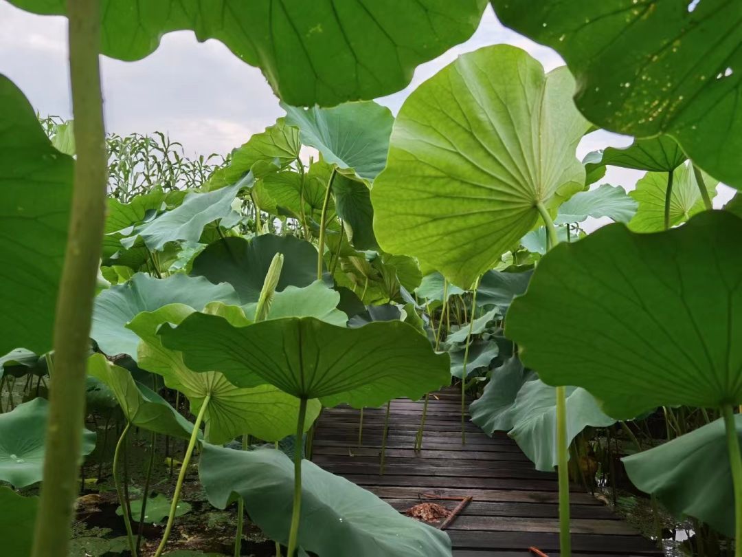 心动！那些藏在崇明民宿里的初秋小美好