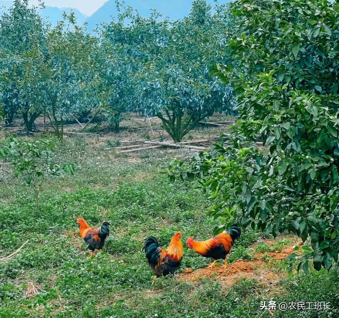 农村创业一年赚10万元,农村创业一年赚800万