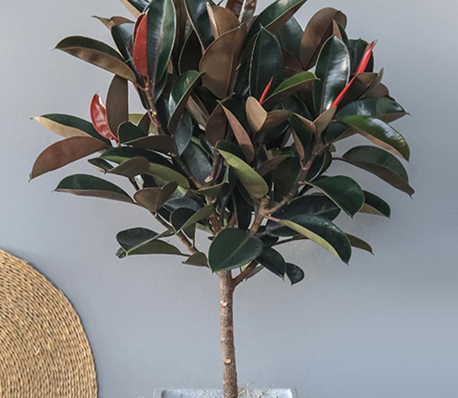 室内最好养的大型绿植发财树,发财树十种养不死的室内大型绿植