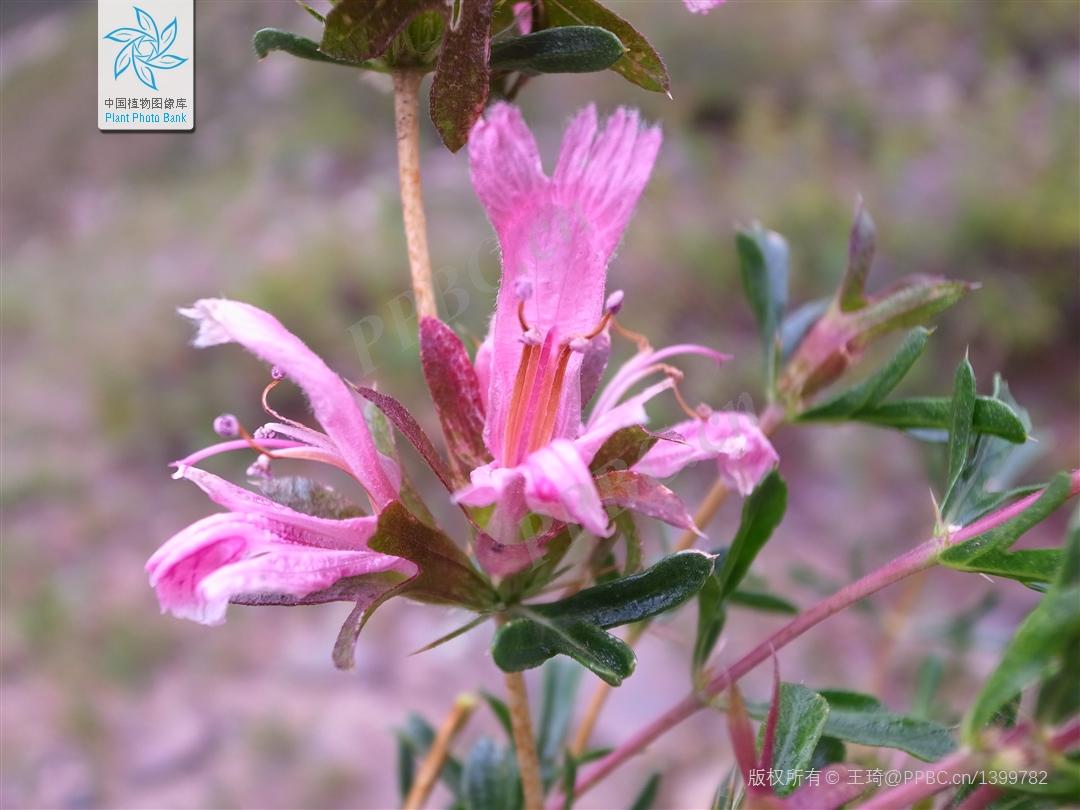 Nice兔meetyou,“属兔”的植物你知道多少?