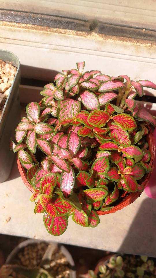 客厅好看的观赏花,小清新唯美油画花