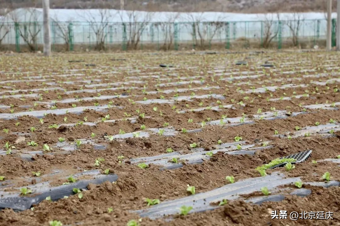 种下致富“小生菜”延庆永宁抢抓农时春耕忙