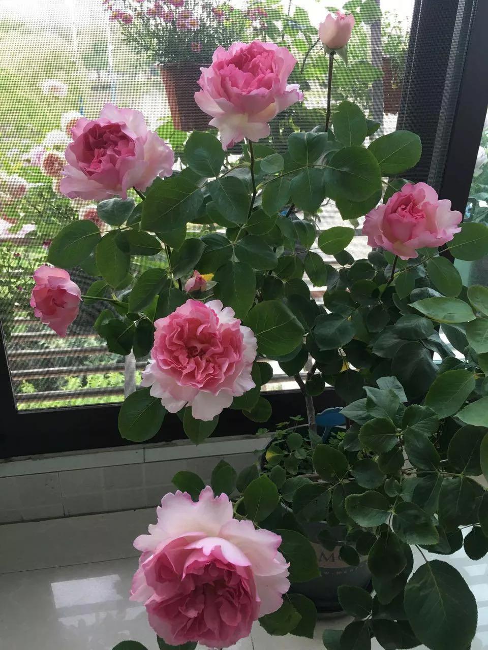 常见切花月季一览（40）（接上期）