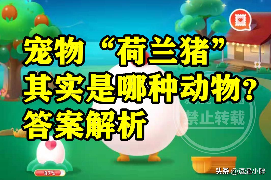 荷兰猪是胎生动物还是卵生动物,类似荷兰猪的宠物有哪些