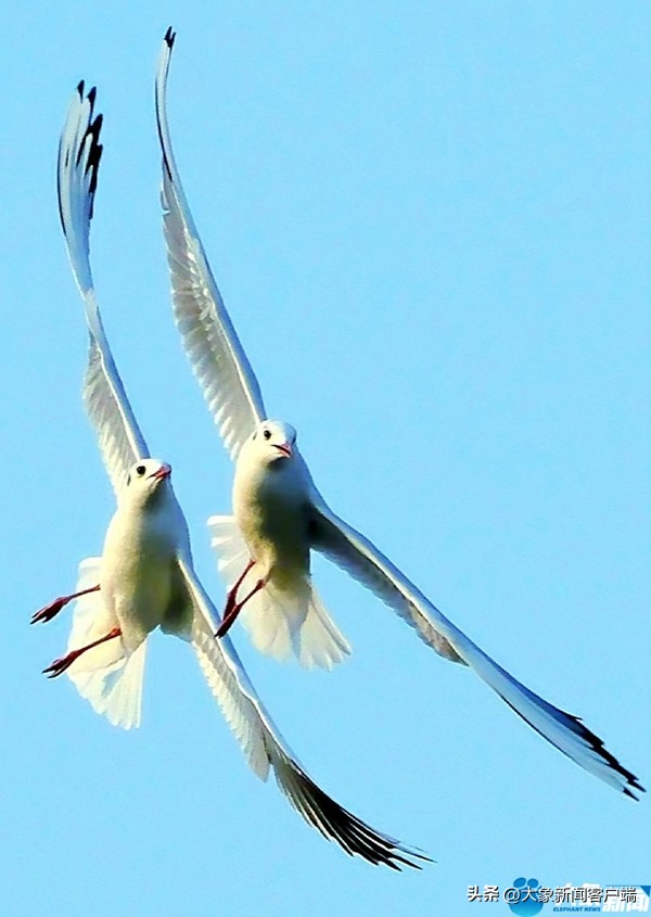 河南省黄河迎宾馆雪景,洛阳春来花似锦