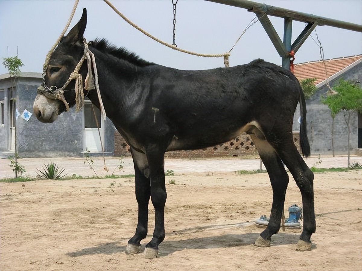 驴浑身是宝顺口溜,现在驴的市场低迷养驴可以吗