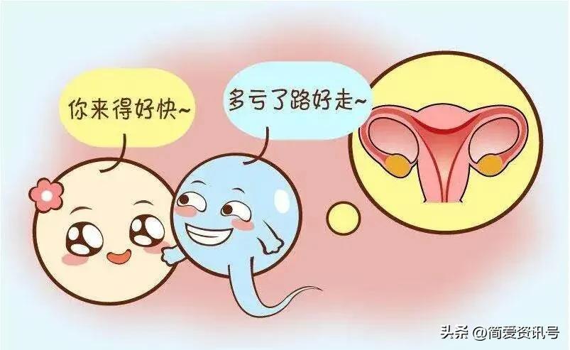 “精子”进入体内后会发生什么?