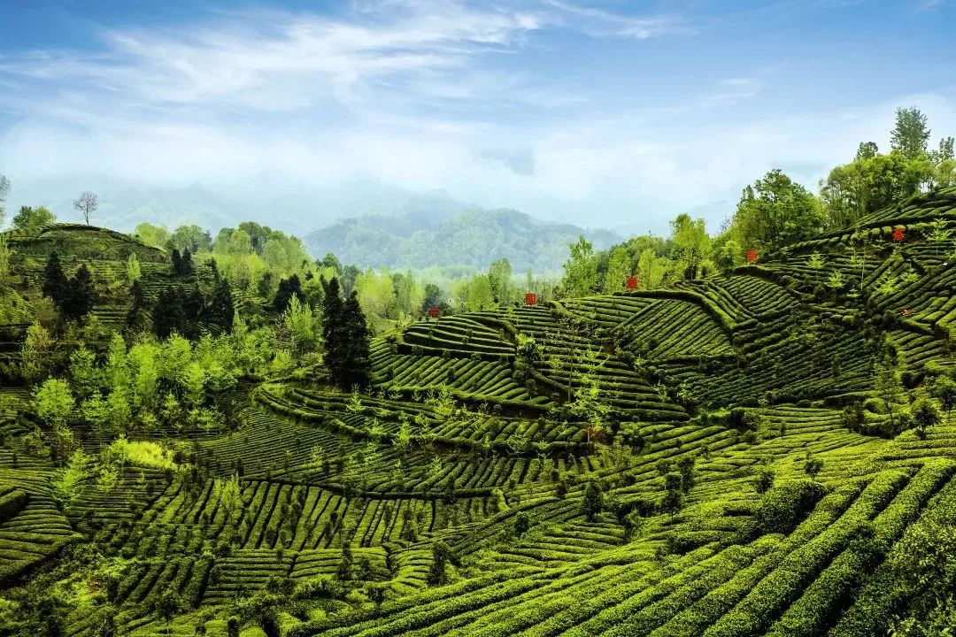 西乡县茶叶镇樱桃采摘,陕西汉中哪里可以摘樱桃