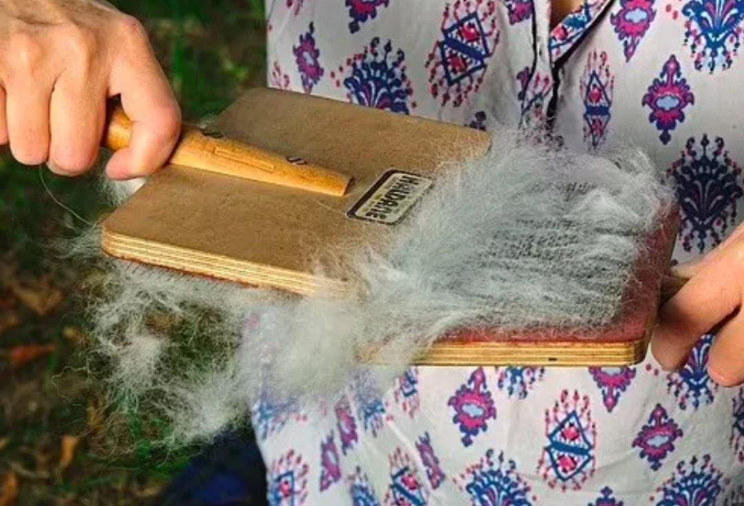 萨摩耶掉毛过程,萨摩耶铲屎官完整版