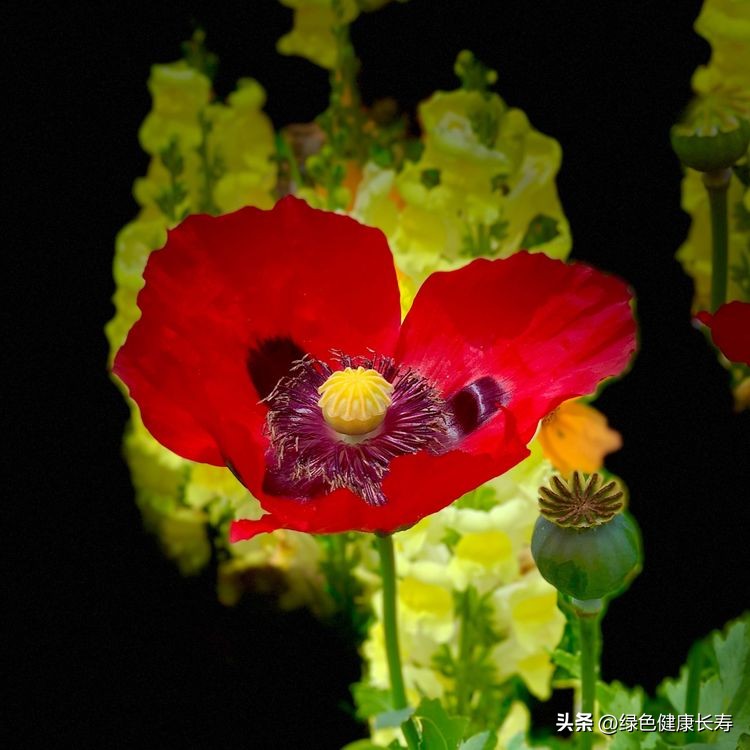 世界花园风景,世界花园