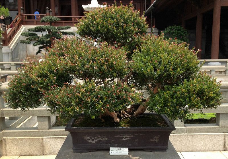 家有黄杨必出栋梁啥意思,家里养黄杨有什么讲究