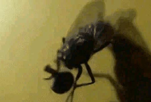 生猛的苍蝇，脑袋掉了，还能放手里搓着玩
