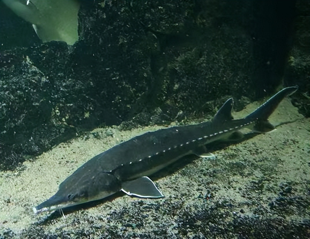 全球最贵的食物，鱼子酱界的天花板，需要百年才能等一回？