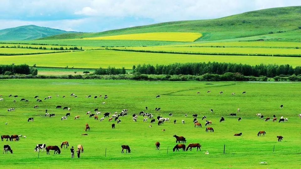 部编版六年级语文课文预习第1课,部编版六年级上册语文书草原预习