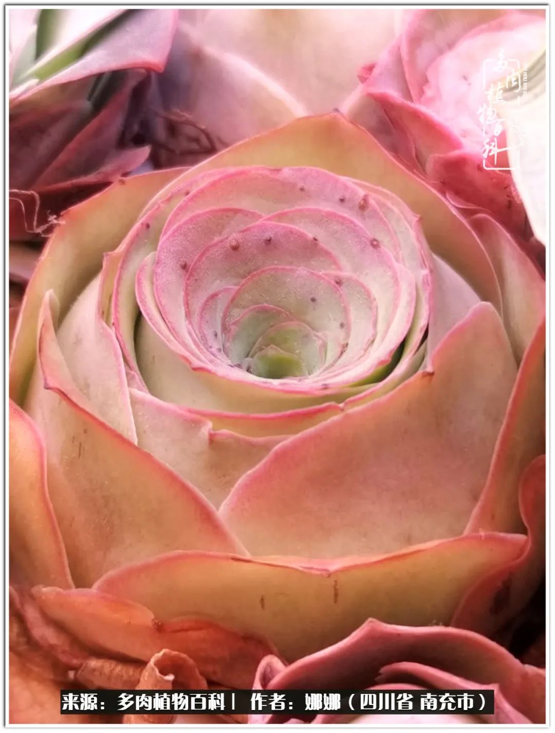 带刺的玫瑰阳台多肉,开花的玫瑰多肉