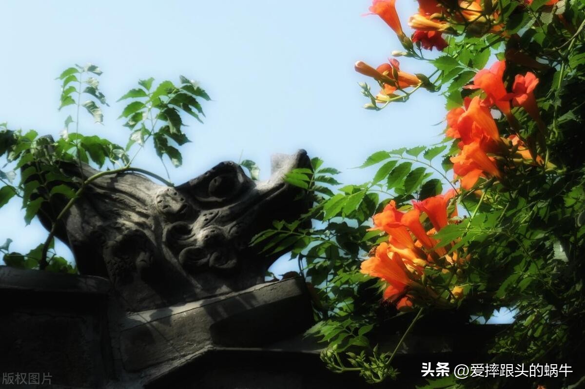 夏日里盛开的凌霄花,绚烂开放的凌霄花