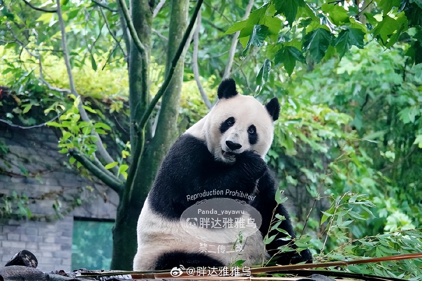 不高的高高和他不白的老婆白云——91年出生的童颜女神大熊猫白云