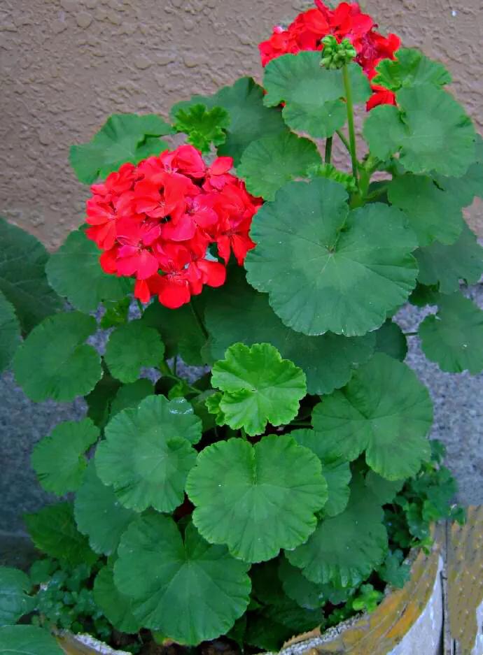 视觉盛宴五种赏花名花供您选择,春天十种最美的花介绍