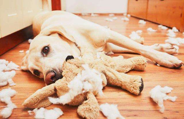 哪类狗狗忠诚度高又聪明,对主人最忠诚的狗狗排名榜凶猛犬