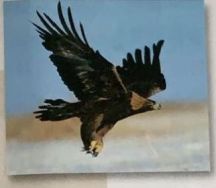 金丝燕科普视频,金丝燕的介绍