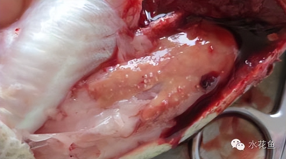 鱼类诺卡氏菌病的病因症状及其防控措施：由于免疫力受损很难治愈