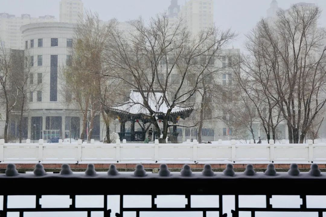 「雪落象牙塔」东北农业大学:银堆玉砌雪漫飞花