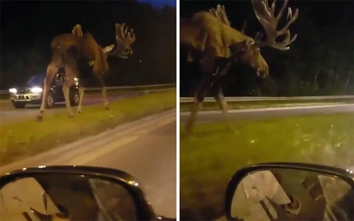 世上最难以置信的十种动物,你没有过的36个罕见动物事实