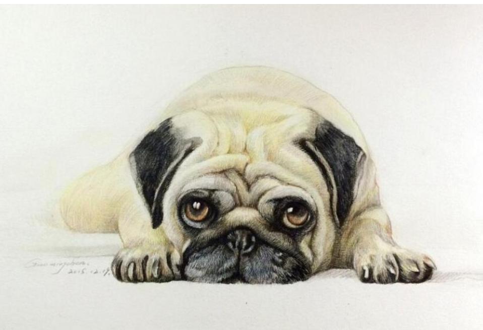 巴哥太胖,巴哥犬太瘦了是怎么回事