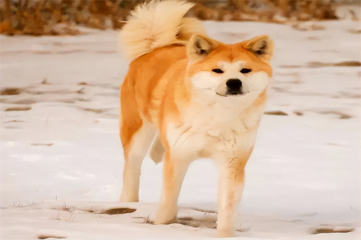 秋田犬的价格是多少钱一只,秋田犬多少钱一只正常价