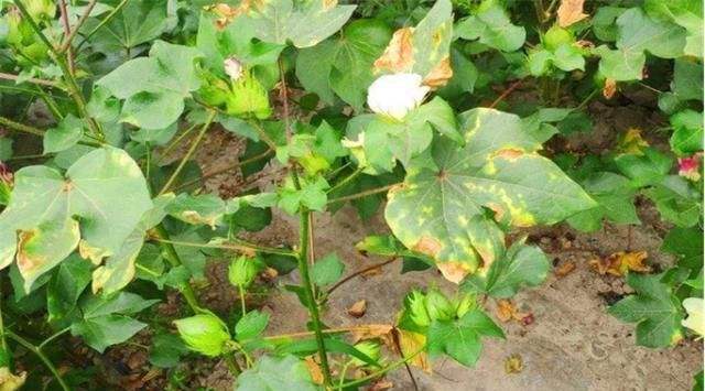 棉花黄萎病最佳治愈药,棉花枯萎病和棉花黄萎病