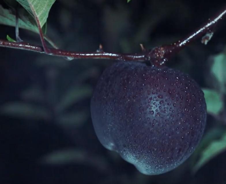 河南小伙种植黑色苹果,大叔在高原种苹果年入千万