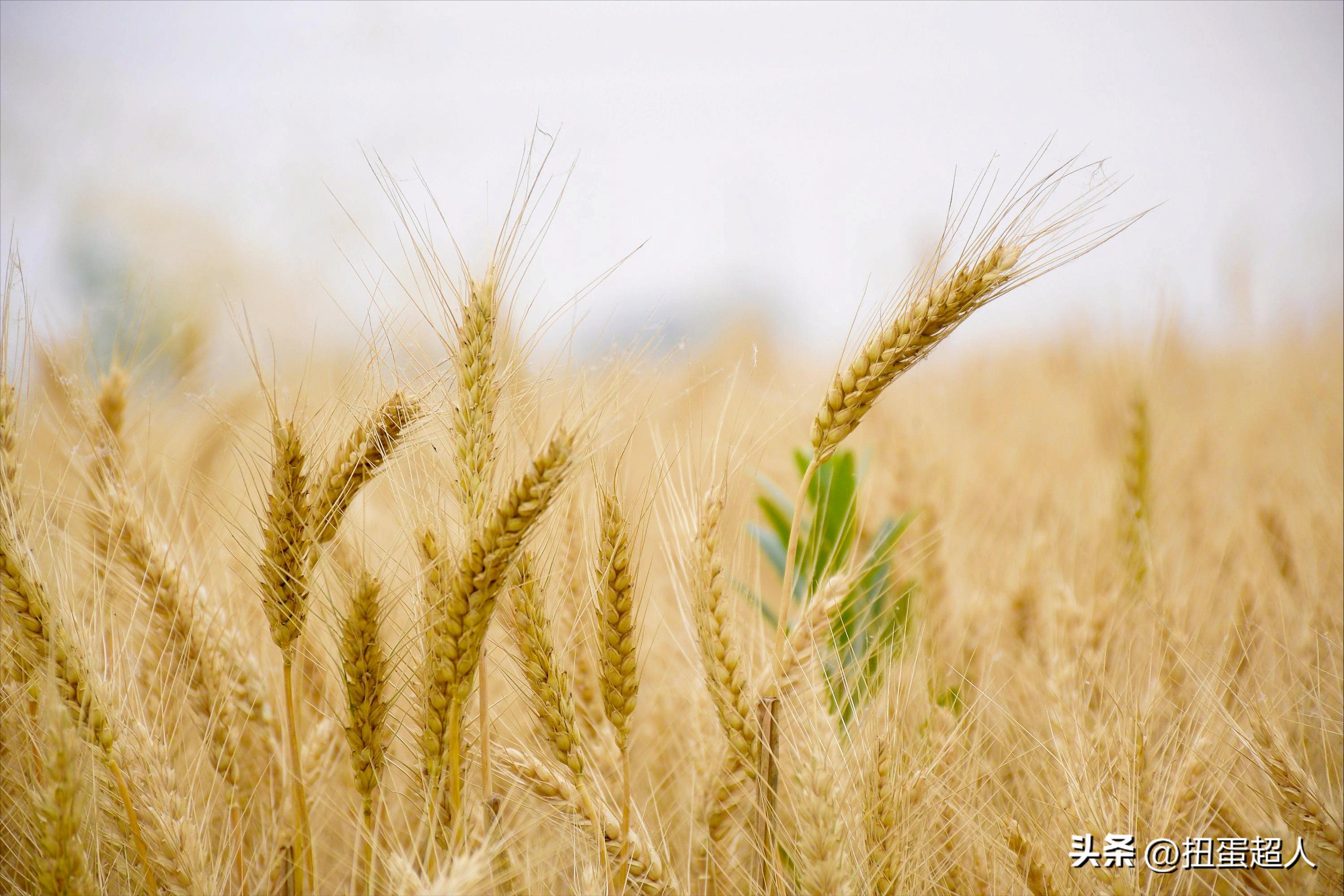 中国人知道民以食为天,中国人讲究民以食为天