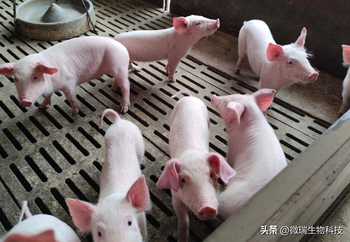 养猪增加效益,湖南养猪致富项目