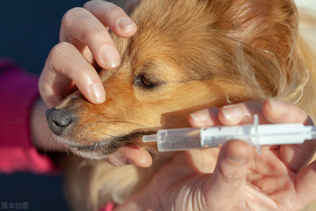 治疗狗狗寄生虫超长版,狗狗有寄生虫怎么治疗