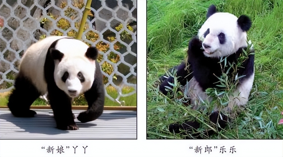 丫丫回到上海野生动物园了吗,丫丫现在回到上海动物园了吗