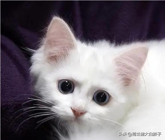 短毛猫和长毛猫哪个掉毛严重点,长毛猫和短毛猫哪个容易掉毛