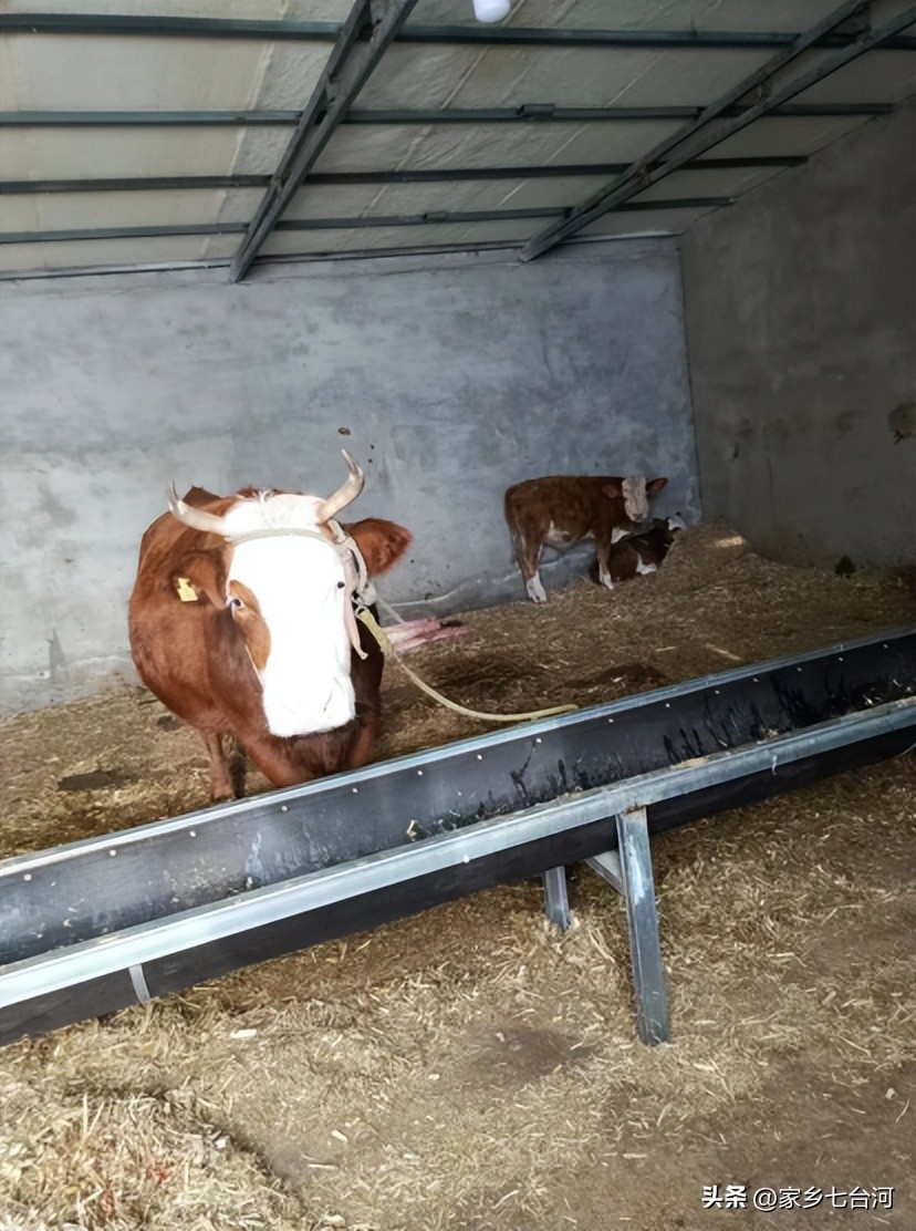 勃利县牧旺牧业有限公司肉牛养殖“畜”势代发