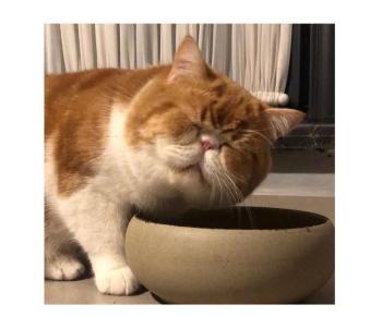 泪痕的预防和消除,泪痕猫护理