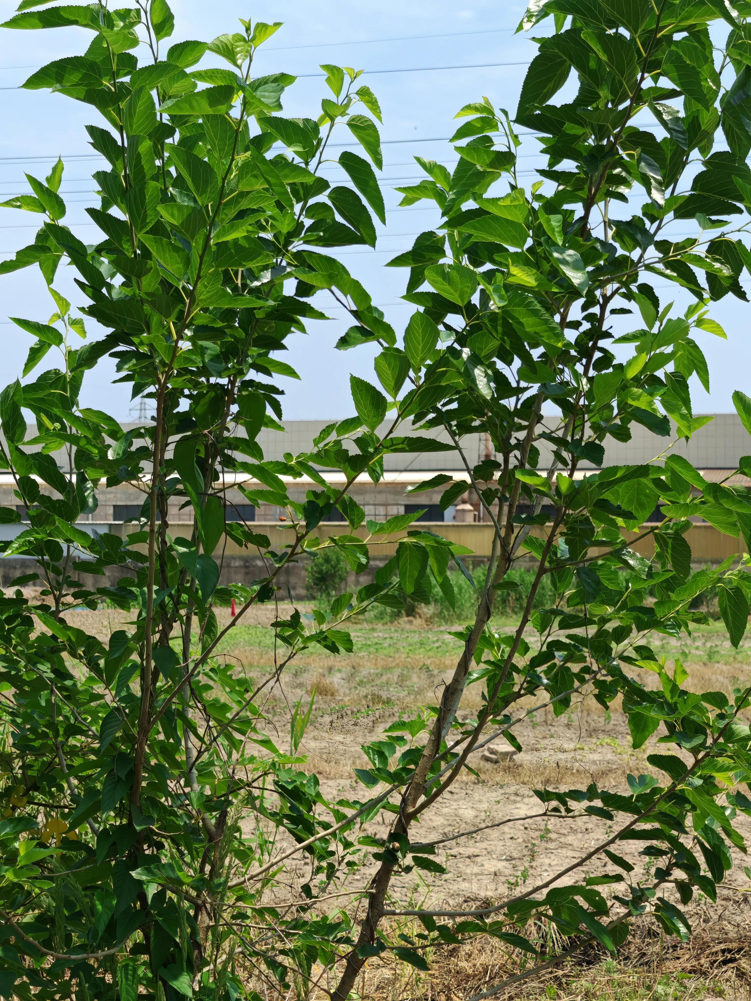 农村植物图解,农村的野生植物图