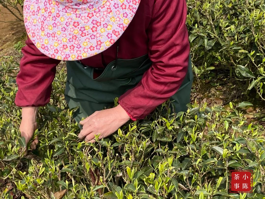 茶掌柜和入门级茶友,茶掌柜知识分享