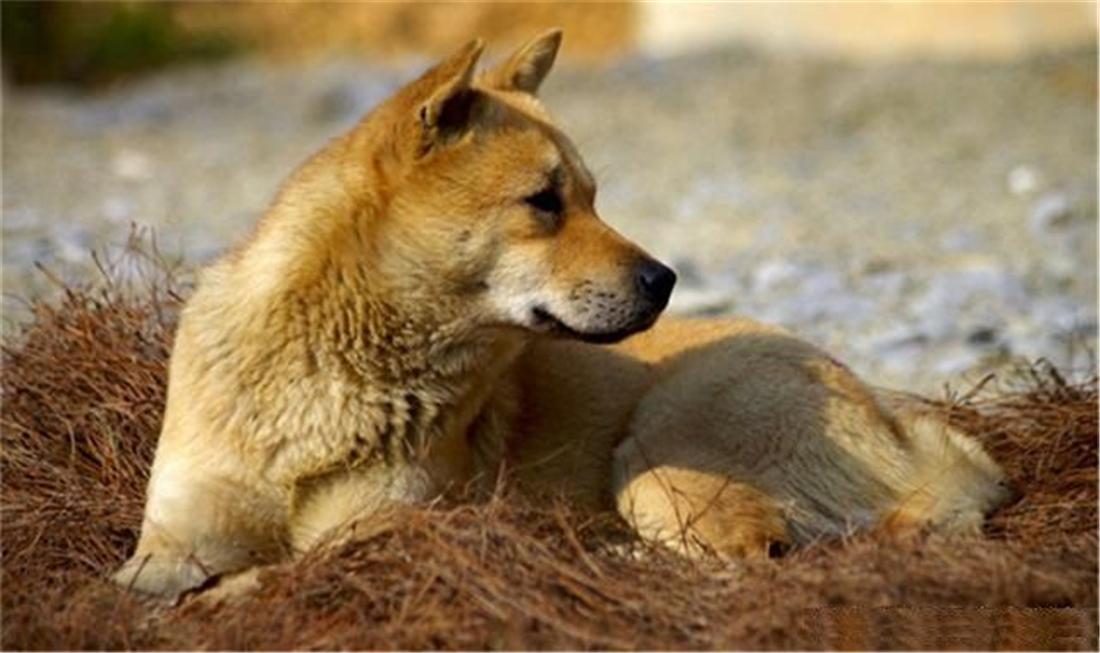 土狗追几十里找主人,土狗自驾川藏线上