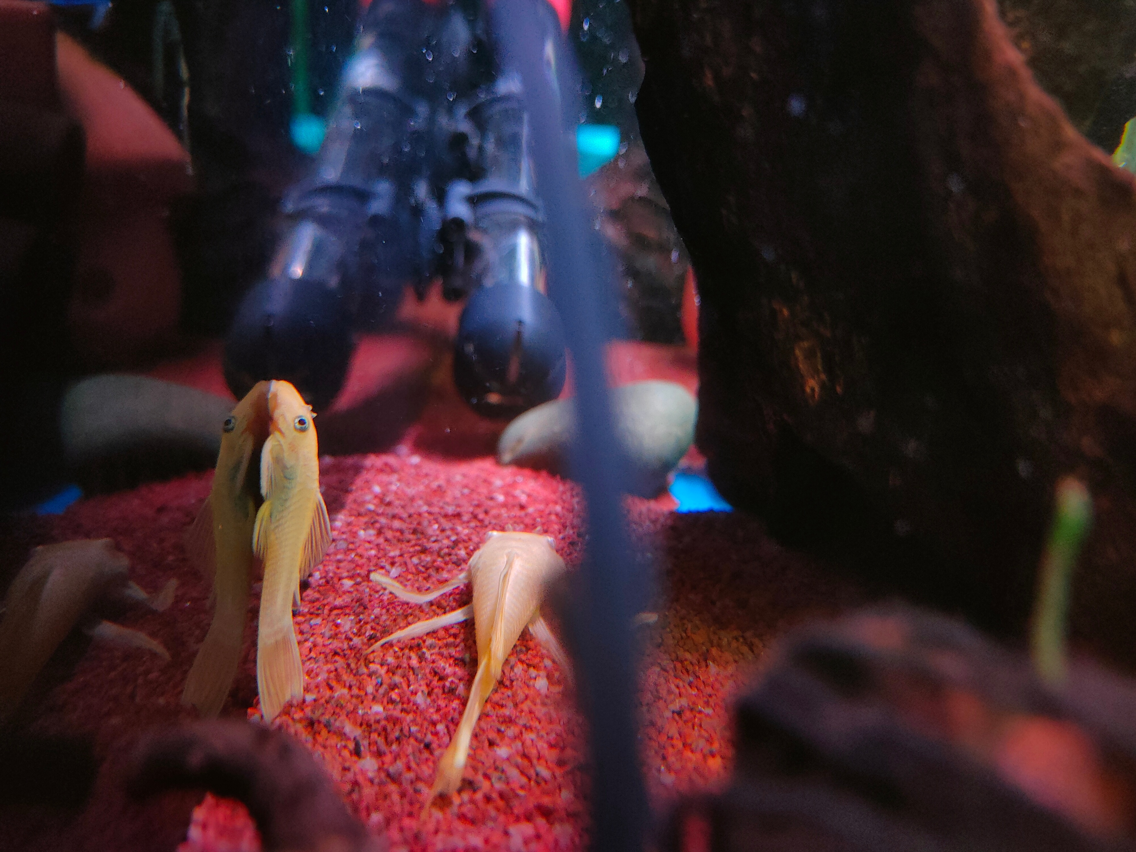 清洁鱼有什么用,冷清洁鱼有哪些