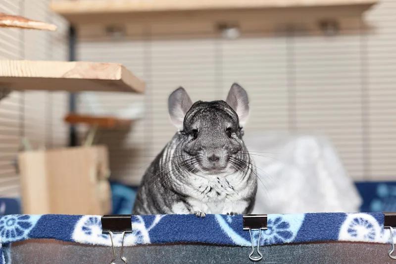 素食宠物食品,素食宠物零食有哪些品种