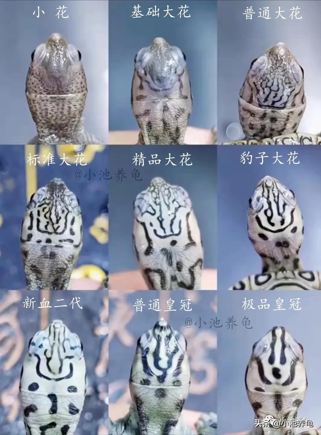 钻纹龟怎么干养,钻纹龟怎么养白